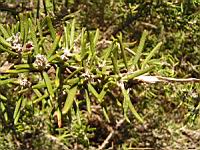 Romarin - Rosmarinus officinalis (en Corse) (02) (Photo F. Mrugala)